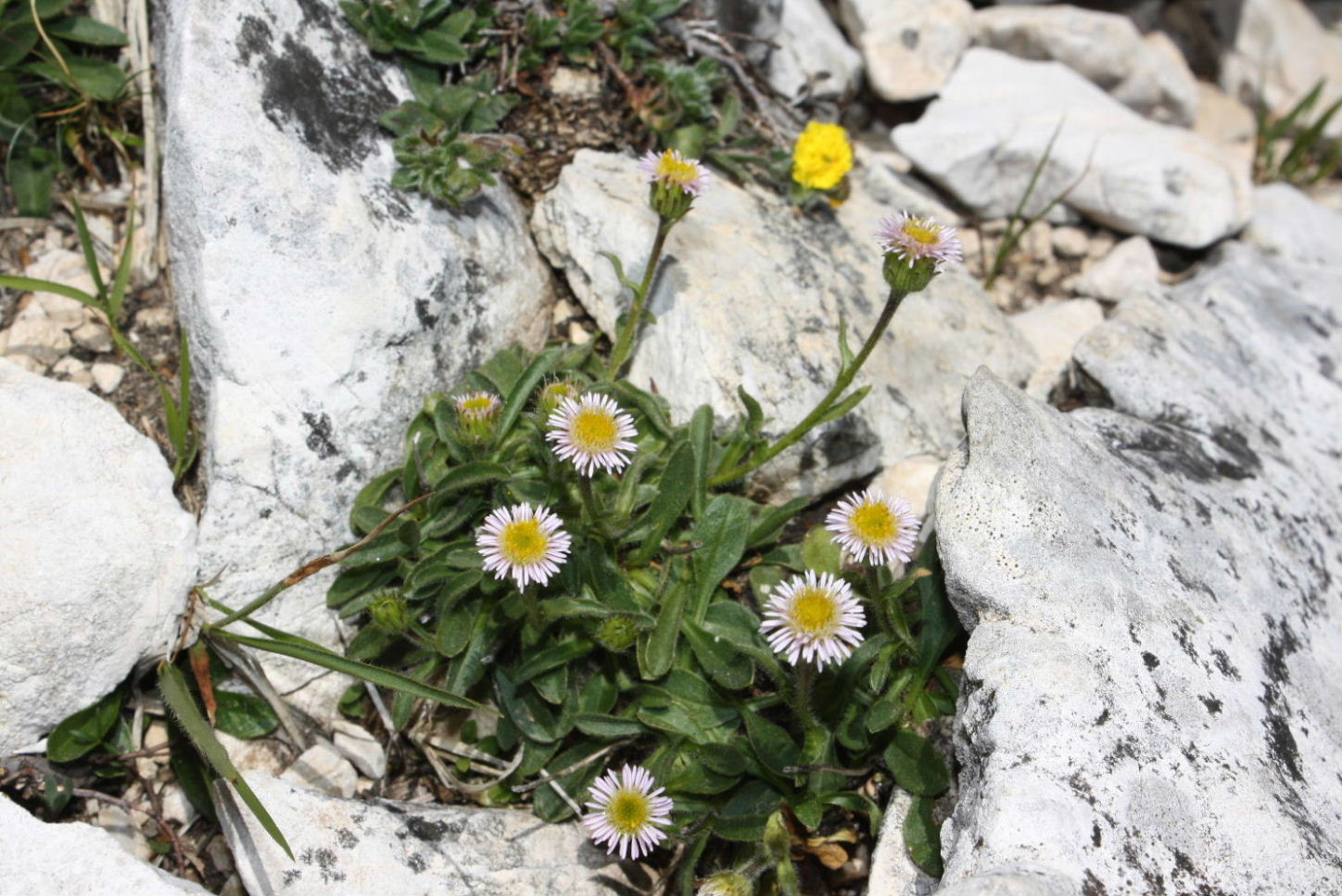 Apuane: Erigeron uniflorus
